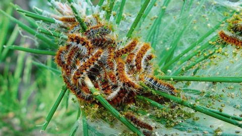 La processionnaire du pin développe une génération par an en plaine. Après l'éclosion (de fin juillet à fin septembre), les chenilles se forment pendant 4 à 8 mois en dévorant les aiguilles de pin. Elles s'abritent dans des nids d'hiver. Après quelques prospections en février, elles quittent les arbres entre mars et mai en processions caractéristiques pour s'enfouir dans le sol et y effectuer leur nymphose. Les adultes, papillons nocturnes, émergent de terre de début juin à la mi-octobre selon l