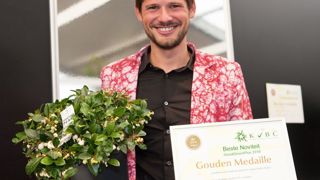 GAULTHERIA PROCUMBENS PEARL® 'SPECGP11'PHOTO : P. GROLIER