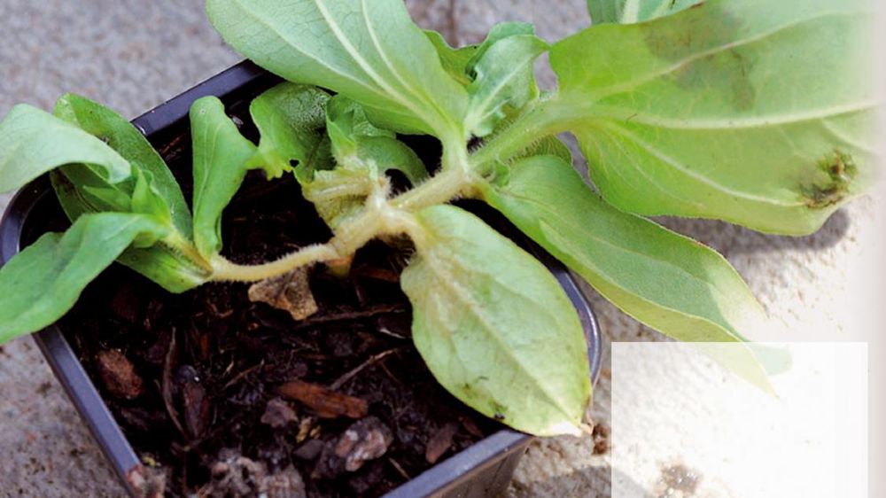 Affaissement des tigesUn horticulteur détecte des flétrissements de feuilles et quelques dépérissements de fleurs sur des plantes annuelles à massif, malgré une irrigation et une fertilisation optimales. Parmi les plus touchées, des tiges de zinnia s'affaissent sur le rebord du godet. Affaissement des tigesUn horticulteur détecte des flétrissements de feuilles et quelques dépérissements de fleurs sur des plantes annuelles à massif, malgré une irrigation et une fertilisation optimales. Parmi les plus touchées, des tiges de zinnia s'affaissent sur le rebord du godet.