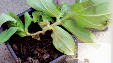 Affaissement des tigesUn horticulteur détecte des flétrissements de feuilles et quelques dépérissements de fleurs sur des plantes annuelles à massif, malgré une irrigation et une fertilisation optimales. Parmi les plus touchées, des tiges de zinnia s'affaissent sur le rebord du godet.