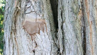 Fructification pulvinée et multistratifiée du phellin tacheté sur le tronc d'un Robinia pseudoacacia.PIERRE AVERSENQ