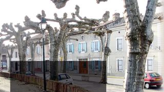 Plantation conduite en tonnelle hauteCet ensemble arboré dans le sud de la France est surtout constitué de platanes à feuilles d'érable (Platanus x acerifolia) et de quelques tilleuls à grandes feuilles (Tilia platyphyllos). Les arbres disposés en double alignement accompagnent une voirie qui entoure le village. Ces vieux sujets sont entretenus par une taille bisannuelle de tous les rejets apparus sur leurs volumineuses « têtes de chat ». L'ambiance ombragée en été est fort appréciée.PHOTOS : PI Plantation conduite en tonnelle hauteCet ensemble arboré dans le sud de la France est surtout constitué de platanes à feuilles d'érable (Platanus x acerifolia) et de quelques tilleuls à grandes feuilles (Tilia platyphyllos). Les arbres disposés en double alignement accompagnent une voirie qui entoure le village. Ces vieux sujets sont entretenus par une taille bisannuelle de tous les rejets apparus sur leurs volumineuses « têtes de chat ». L'ambiance ombragée en été est fort appréciée.PHOTOS : PI