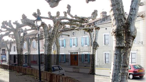 Plantation conduite en tonnelle hauteCet ensemble arboré dans le sud de la France est surtout constitué de platanes à feuilles d'érable (Platanus x acerifolia) et de quelques tilleuls à grandes feuilles (Tilia platyphyllos). Les arbres disposés en double alignement accompagnent une voirie qui entoure le village. Ces vieux sujets sont entretenus par une taille bisannuelle de tous les rejets apparus sur leurs volumineuses « têtes de chat ». L'ambiance ombragée en été est fort appréciée.PHOTOS : PI
