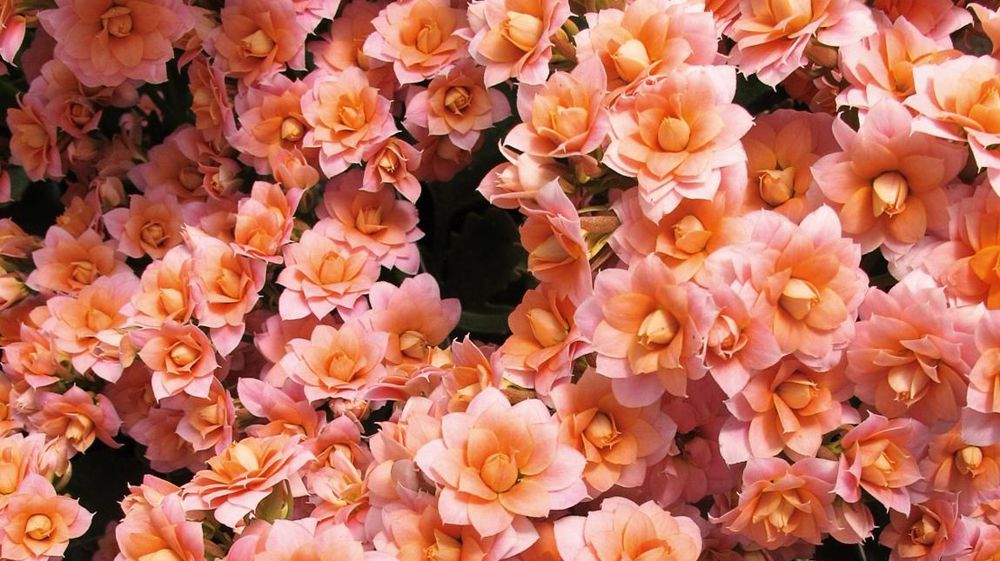 Le Scradh expérimente le kalanchoé pour la fleur coupée. La plante a de nombreux atouts, dont sa tenue en vase, appréciés du marché. Son itinéraire de production doit encore être optimisé. Le Scradh expérimente le kalanchoé pour la fleur coupée. La plante a de nombreux atouts, dont sa tenue en vase, appréciés du marché. Son itinéraire de production doit encore être optimisé.