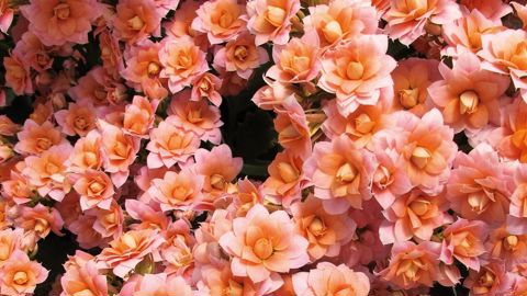 Le Scradh expérimente le kalanchoé pour la fleur coupée. La plante a de nombreux atouts, dont sa tenue en vase, appréciés du marché. Son itinéraire de production doit encore être optimisé.