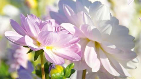 PHOTO : LYCÉE DE COUTANCES