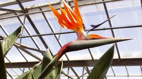 Les essais du Creat visent à proposer un itinéraire cultural modèle pour l'oiseau de paradis.PHOTOS : CREAT