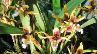 MAXILLARIA STRIATAPHOTO : PASCAL FAYOLLE