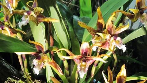 MAXILLARIA STRIATAPHOTO : PASCAL FAYOLLE