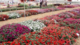 La riche floraison d'Impatiens walleriana est menacée par le mildiou, causé par l'oomycète Plasmopara obducens, un organisme aquatique classé parmi les algues.PHOTO : ODILE MAILLARD La riche floraison d'Impatiens walleriana est menacée par le mildiou, causé par l'oomycète Plasmopara obducens, un organisme aquatique classé parmi les algues.PHOTO : ODILE MAILLARD
