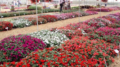 La riche floraison d'Impatiens walleriana est menacée par le mildiou, causé par l'oomycète Plasmopara obducens, un organisme aquatique classé parmi les algues.PHOTO : ODILE MAILLARD