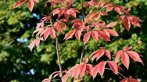 PHOTO : C. DESHEULLES