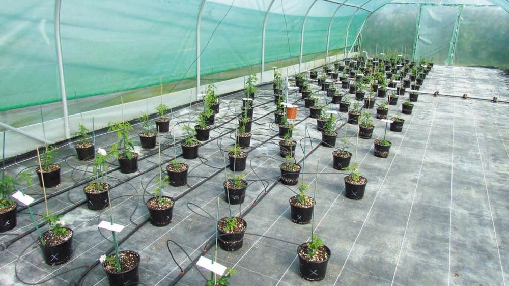 Culture de cinq cultivars de rosiers sous un tunnel couvert d'un film photo-sélectif Solatrol®. PHOTO : OSCAR STAPEL Culture de cinq cultivars de rosiers sous un tunnel couvert d'un film photo-sélectif Solatrol®. PHOTO : OSCAR STAPEL