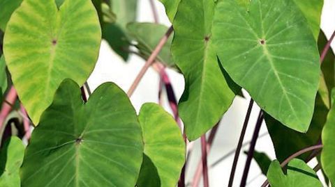 PHOTO : C. DESHEULLES