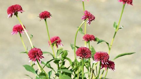 PHOTO : C. DESHEULLES