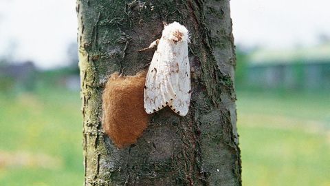 Bombyx disparate femelle et sa ponte.PHOTO : JÉRÔME JULLIEN
