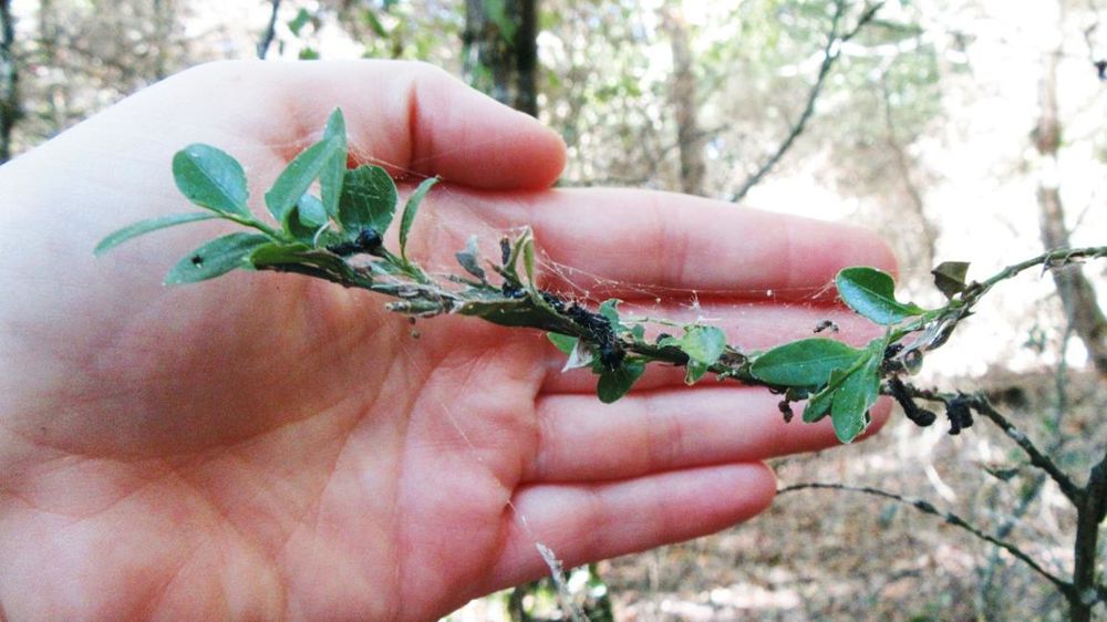 Ce buis a été victime d'une attaque de chenilles de pyrale. Il a été traité avec un produit à base de Bacillus thuringiensis.PHOTO : MAXIME GUÉRIN, PLANTE & CITÉ Ce buis a été victime d'une attaque de chenilles de pyrale. Il a été traité avec un produit à base de Bacillus thuringiensis.PHOTO : MAXIME GUÉRIN, PLANTE & CITÉ