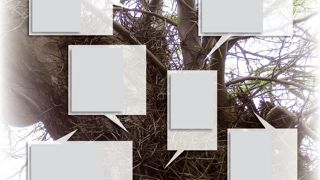 Galles en « gousse » sur les jeunes folioles occasionnées par Dasineura gleditschiae. Galles en « gousse » sur les jeunes folioles occasionnées par Dasineura gleditschiae.