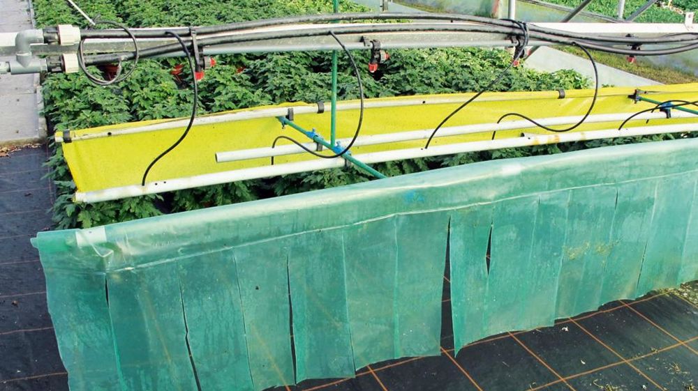 Bande plastique pour la thigmomorphogenèse associée à une bande jaune engluée, chez Brichet SCEA, à Lannion (22). Un procédé efficace sur les thrips. Le principal obstacle évoqué par les producteurs à l'emploi de la régulation mécanique de la croissance des plantes est l'usure du matériel. Une solution, selon Alain Ferre, de l'Arexhor Pays de la Loire, est de diminuer la durée d'amortissement et de vérifier que les gains en produits phytosanitaires compensent d'autant.PHOTO : VALÉRIE VIDRIL Bande plastique pour la thigmomorphogenèse associée à une bande jaune engluée, chez Brichet SCEA, à Lannion (22). Un procédé efficace sur les thrips. Le principal obstacle évoqué par les producteurs à l'emploi de la régulation mécanique de la croissance des plantes est l'usure du matériel. Une solution, selon Alain Ferre, de l'Arexhor Pays de la Loire, est de diminuer la durée d'amortissement et de vérifier que les gains en produits phytosanitaires compensent d'autant.PHOTO : VALÉRIE VIDRIL