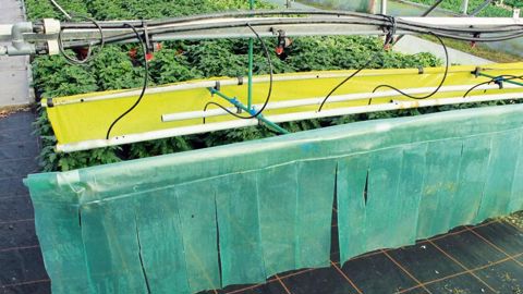 Bande plastique pour la thigmomorphogenèse associée à une bande jaune engluée, chez Brichet SCEA, à Lannion (22). Un procédé efficace sur les thrips. Le principal obstacle évoqué par les producteurs à l'emploi de la régulation mécanique de la croissance des plantes est l'usure du matériel. Une solution, selon Alain Ferre, de l'Arexhor Pays de la Loire, est de diminuer la durée d'amortissement et de vérifier que les gains en produits phytosanitaires compensent d'autant.PHOTO : VALÉRIE VIDRIL