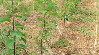 Le bois raméal fragmenté (BRF) contribue au foisonnement des êtres vivants du sol : micro-organismes, insectes, vers, et autres éléments de la faune du sol. La très grande majorité est utile aux plantes cultivées.