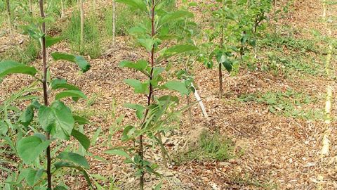 Le bois raméal fragmenté (BRF) contribue au foisonnement des êtres vivants du sol : micro-organismes, insectes, vers, et autres éléments de la faune du sol. La très grande majorité est utile aux plantes cultivées.