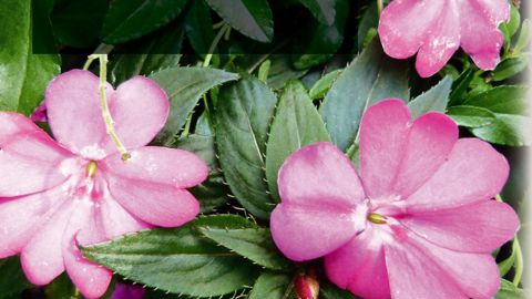 Décolorations des pièces floralesDans une exploitation horticole spécialisée en production de plantes à massif, une serre est consacrée à la culture d'impatiens de Nouvelle-Guinée (Impatiens x novae-guinea). Début avril, une variété à fleurs roses est affectée par des décolorations et des déformations au niveau des pièces florales.PHOTO : JÉRÔME JULLIEN