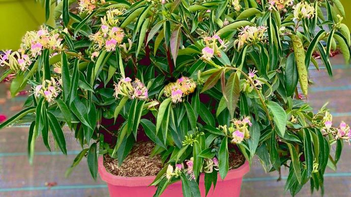 CompactLonicera acuminata 'Venloma' Marinella