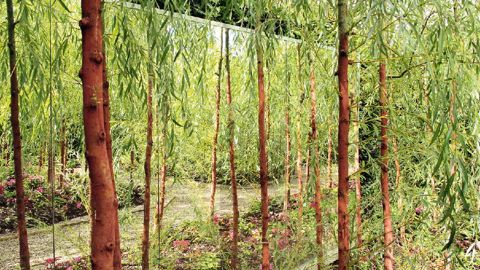 « Le jardin d'amour ». Composer en trompe-l'oeil : des saules au tronc peint de rouge, un miroir donnant un effet de profondeur à l'infini.