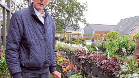 Pierre D'Haese (Okkerse et GGG Grünewald) défend les atouts de la largegamme d'Heuchera, riche en coloris et formes de feuillage. Puiser danscette palette variétale permet de composer – avec des Hosta – desassociations végétales et des coupes pour la Toussaint.