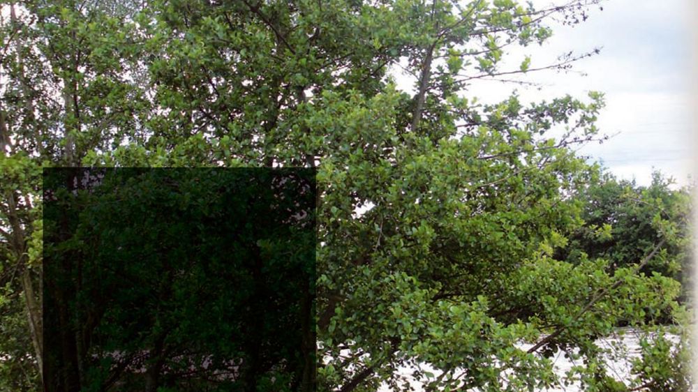 Des dépérissements rapides d'aulnes implantés sur les berges d'une rivière qui coule en région AquitaineDes peuplements spontanés d'aulnes glutineux (Alnus glutinosa) longent le cours d'eau. Depuis quelques années, des arbres dépérissent et certains meurent en deux ou trois saisons seulement. Toutes les classes d'âge sont impactées et la répartition des sujets affectés sur les berges paraît très aléatoire. Seuls les aulnes sont affectés, les Salix et les Fraxinus présents sur les berges sont épa Des dépérissements rapides d'aulnes implantés sur les berges d'une rivière qui coule en région AquitaineDes peuplements spontanés d'aulnes glutineux (Alnus glutinosa) longent le cours d'eau. Depuis quelques années, des arbres dépérissent et certains meurent en deux ou trois saisons seulement. Toutes les classes d'âge sont impactées et la répartition des sujets affectés sur les berges paraît très aléatoire. Seuls les aulnes sont affectés, les Salix et les Fraxinus présents sur les berges sont épa