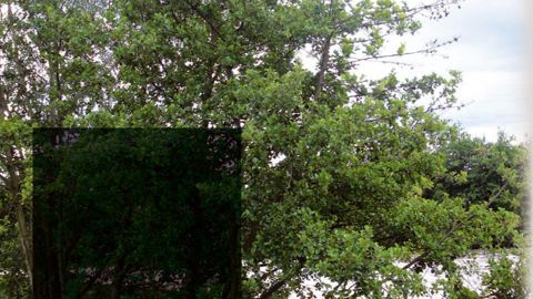 Des dépérissements rapides d'aulnes implantés sur les berges d'une rivière qui coule en région AquitaineDes peuplements spontanés d'aulnes glutineux (Alnus glutinosa) longent le cours d'eau. Depuis quelques années, des arbres dépérissent et certains meurent en deux ou trois saisons seulement. Toutes les classes d'âge sont impactées et la répartition des sujets affectés sur les berges paraît très aléatoire. Seuls les aulnes sont affectés, les Salix et les Fraxinus présents sur les berges sont épa Des dépérissements rapides d'aulnes implantés sur les berges d'une rivière qui coule en région AquitaineDes peuplements spontanés d'aulnes glutineux (Alnus glutinosa) longent le cours d'eau. Depuis quelques années, des arbres dépérissent et certains meurent en deux ou trois saisons seulement. Toutes les classes d'âge sont impactées et la répartition des sujets affectés sur les berges paraît très aléatoire. Seuls les aulnes sont affectés, les Salix et les Fraxinus présents sur les berges sont épa