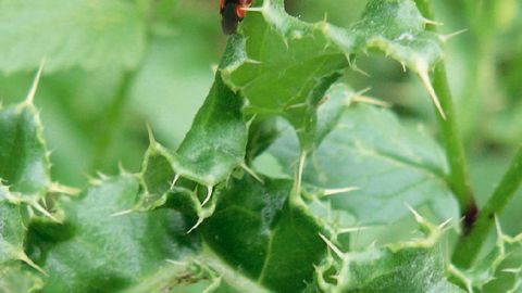 Punaises mirides Deraeocoris sp. sur chardon.PHOTOS : JOHANNA VILLENAVE-CHASSET