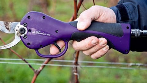 1. ContrastéLe Bacchus présente diverses imperfections.PHOTOS : P. ROY