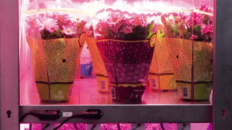 L'éclairage Led permet de rapprocher les lampes des plantes sans risquer de les brûler, d'où une application qui se répand : la culture sur plusieurs étages.PHOTO : VALÉRIE VIDRIL