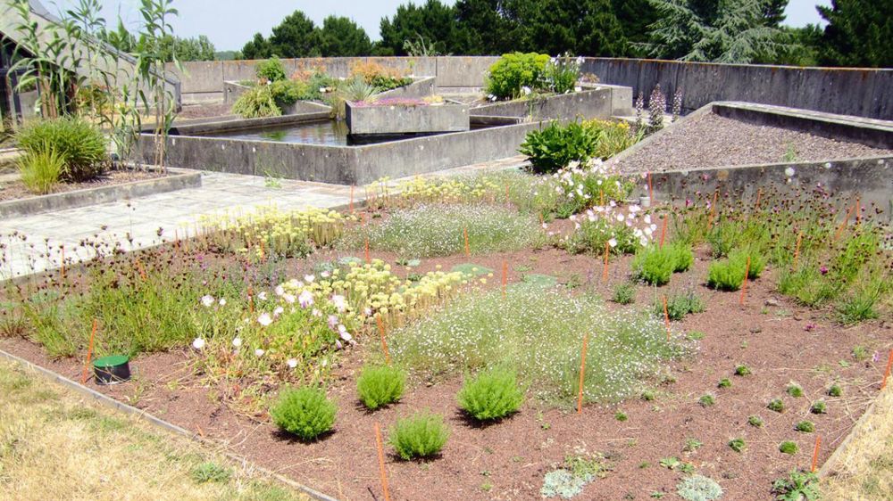 L'un des essais mis en place par Plante & Cité sur les toitures végétalisées, ici sur le site de l'Agrocampus Ouest Centre d'Angers.PHOTO : YAËL HADDAD L'un des essais mis en place par Plante & Cité sur les toitures végétalisées, ici sur le site de l'Agrocampus Ouest Centre d'Angers.PHOTO : YAËL HADDAD