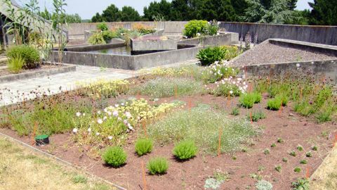 L'un des essais mis en place par Plante & Cité sur les toitures végétalisées, ici sur le site de l'Agrocampus Ouest Centre d'Angers.PHOTO : YAËL HADDAD