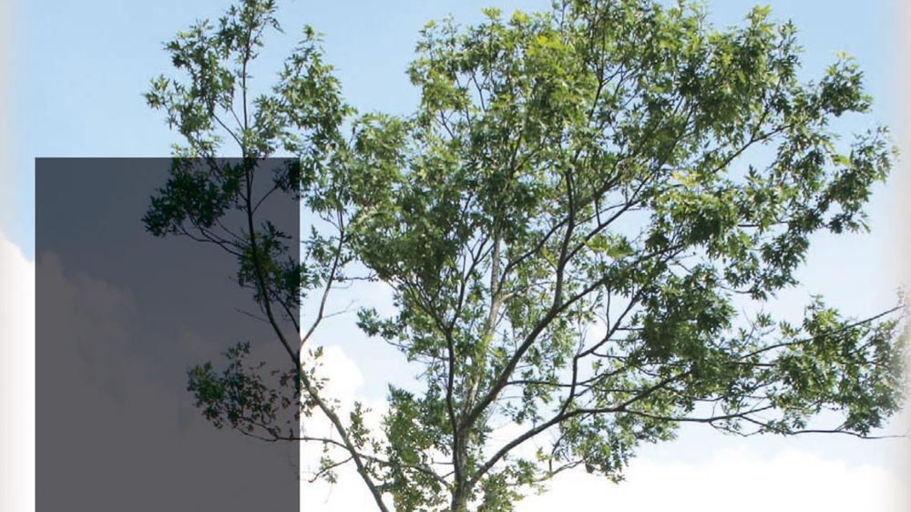 Des chênes rouges au feuillage clairseméDes chênes rouges (Quercus rubra) longent depuis près de vingt ans une route du sud-ouest de la France fortement fréquentée. Les conditions édapho-climatiques du site conviennent bien à ces arbres de grande dimension. Depuis peu cependant, certains perdent de leur vigueur ; l'allongement de leurs pousses annuelles s'affaiblit, les houppiers s'éclaircissent et le feuillage est sous-dimensionné... Des chênes rouges au feuillage clairseméDes chênes rouges (Quercus rubra) longent depuis près de vingt ans une route du sud-ouest de la France fortement fréquentée. Les conditions édapho-climatiques du site conviennent bien à ces arbres de grande dimension. Depuis peu cependant, certains perdent de leur vigueur ; l'allongement de leurs pousses annuelles s'affaiblit, les houppiers s'éclaircissent et le feuillage est sous-dimensionné...
