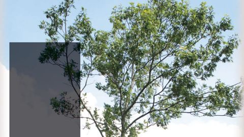 Des chênes rouges au feuillage clairseméDes chênes rouges (Quercus rubra) longent depuis près de vingt ans une route du sud-ouest de la France fortement fréquentée. Les conditions édapho-climatiques du site conviennent bien à ces arbres de grande dimension. Depuis peu cependant, certains perdent de leur vigueur ; l'allongement de leurs pousses annuelles s'affaiblit, les houppiers s'éclaircissent et le feuillage est sous-dimensionné...