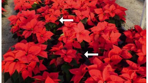 Une différence de hauteur a été constatée entre des plantes qui ont été examinées minutieusement tous les quinze jours pour les notations (signalées par des flèches blanches) et des plantes qui n'ont jamais été touchées (reste de la planche).PHOTO : TOM HEBBINCKUYS