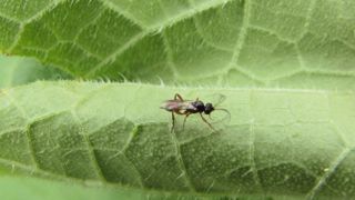 Hyménoptère adulte de la famille des Braconidae, super-famille des Ichneumonoidea. Hyménoptère adulte de la famille des Braconidae, super-famille des Ichneumonoidea.