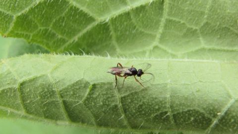 Hyménoptère adulte de la famille des Braconidae, super-famille des Ichneumonoidea.