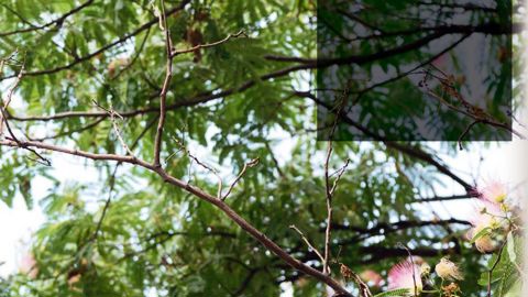 Rameaux défeuillésEn été, dans une pépinière d'élevage, un producteur remarque des rameaux défeuillés qui déparent la couronne d'un Albizia julibrissin. Ces parties ligneuses semblent avoir souffert d'une attaque de bioagresseur. Les dépérissements sont très localisés dans le houppier. Ils se limitent à certaines ramifications. Portant son attention sur ces rameaux morts, le pépiniériste n'observe aucune présence d'insecte ravageur.