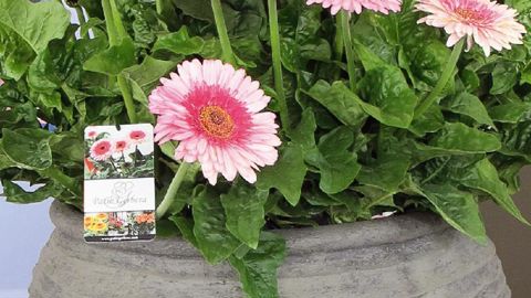 'Patio Gerbera', aux grandes fleurs extravagantes, convient pour les balcons, les terrasses et les patios, ainsi que pour les décorations volumineuses. Il peut poursuivre sa floraison en hiver à l'intérieur de la maison ou dans une véranda. Et il s'utilise également en fleurs à couper.