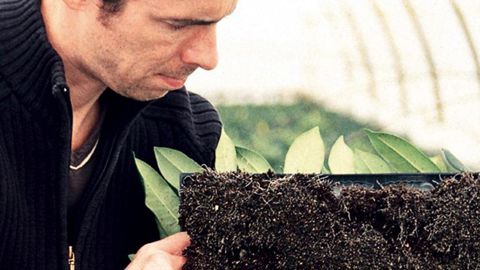 Pour lutter contre les maladies (ci-contre les dégâts provoqués par le champignon pathogène Rhizoctonia solani), le biocontôle apporte aux professionnels de l'horticulture florale, des pépinières et du paysage (ci-dessus l'observation de l'enracinement de boutures) des solutions complémentaires.PHOTOS : JÉRÔME JULLIEN