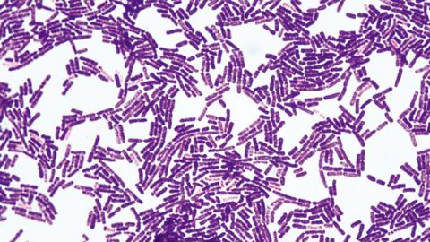Les bactéries Bacillus subtilis sont utilisées pour traiter les plantes contre certaines maladies bactériennes et cryptogamiques.PHOTO : DR SAHAY