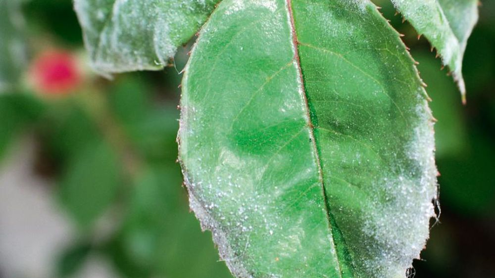 L'oïdium du rosier est l'une des maladies pouvant faire l'objet d'un biocontrôle en pépinières ou en espaces verts grâce à l'application de soufre trituré, un produit listé dans le Nodu vert biocontrôle (NVB). L'oïdium du rosier est l'une des maladies pouvant faire l'objet d'un biocontrôle en pépinières ou en espaces verts grâce à l'application de soufre trituré, un produit listé dans le Nodu vert biocontrôle (NVB).
