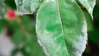 L'oïdium du rosier est l'une des maladies pouvant faire l'objet d'un biocontrôle en pépinières ou en espaces verts grâce à l'application de soufre trituré, un produit listé dans le Nodu vert biocontrôle (NVB). L'oïdium du rosier est l'une des maladies pouvant faire l'objet d'un biocontrôle en pépinières ou en espaces verts grâce à l'application de soufre trituré, un produit listé dans le Nodu vert biocontrôle (NVB).