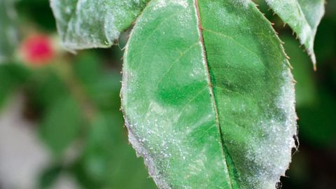 L'oïdium du rosier est l'une des maladies pouvant faire l'objet d'un biocontrôle en pépinières ou en espaces verts grâce à l'application de soufre trituré, un produit listé dans le Nodu vert biocontrôle (NVB).