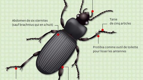 Bronzé cuivreux à vert, Carabus cancellatus est trapu et atteint 25 mm environ. Il fréquente des habitats assez diversifiés (bois, prairies, marais, haies bocagères...).PHOTO : MARIUSZ SOBIESKI, BUGWOOD.ORG